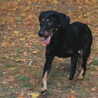 Der liebe Jojo sucht geduldige Menschen, Hund zur Adoption