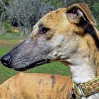 Teriyaki, Hund zur Adoption