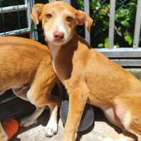 Süße Casey, Hündin zur Adoption