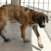 Mercurio möchte glücklich werden, Hund zur Adoption