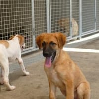 Geben Sie Venere ein gutes Hundeleben?, Hündin zur Adoption