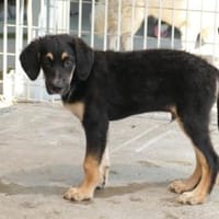 Machen Sie Urano glücklich?, Hund zur Adoption