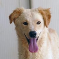 Wer gibt Serena eine Chance?, Hündin zur Adoption