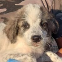 Mela sucht liebe Menschen, Hündin zur Adoption