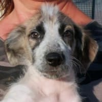 Maracuja hofft auf ihre Chance, Hündin zur Adoption