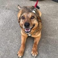Wer zeigt Nice, wie schön das Leben ist?, Hündin zur Adoption