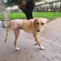 Liebenswerte Stella, Hündin zur Adoption