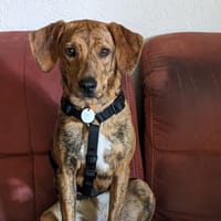 💜Emilia - auf Pflegestelle in 86609, Hündin zur Adoption