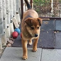 Der kleine Benni sucht Dich!, Hund zur Adoption