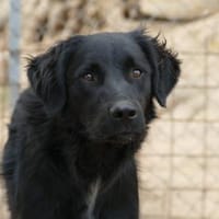 Berto sucht sein Glück, Hund zur Adoption