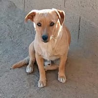 Coco möchte zu Ihnen gehören, Hund zur Adoption