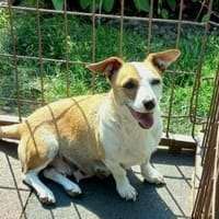 Wer hat ein Herz für Frieda?, Hündin zur Adoption