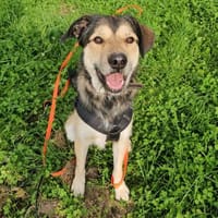 Bobo aus 51515 Kürten, Hund zur Adoption