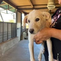 Cherry möchte Sie im Leben begleiten, Hündin zur Adoption