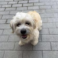 Wuschelmaus Bonnie, Hündin zur Adoption