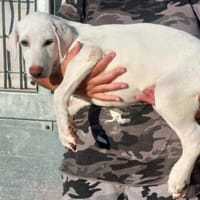 Liebenswerter Giovedi sucht Zuhause, Hund zur Adoption