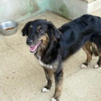Belli möchte adoptiert werden, Hündin zur Adoption