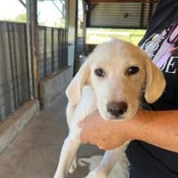 Ciccio möchte Ihr treuer Begleiter sein, Hund zur Adoption