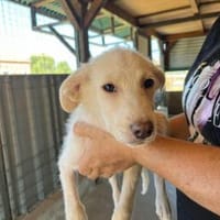Carlos möchte Ihr treuer Begleiter sein, Hund zur Adoption