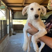 Möchten Sie Cico bei sich aufnehmen?, Hund zur Adoption