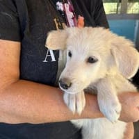 Geben Sie Cloe ein Zuhause?, Hündin zur Adoption
