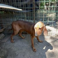 💛Zorro -  in Deutschland auf PS, Hund zur Adoption