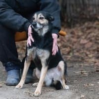 Ella hofft auf ein gutes Zuhause., Hündin zur Adoption