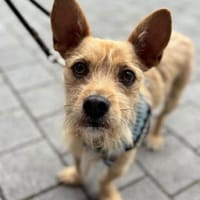 Friedrich ist ein Gute-Laune-Paket!, Hund zur Adoption
