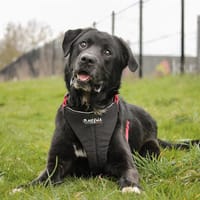 PTOLEMEE, chien à adopter