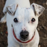 LACOSTE, chien à adopter