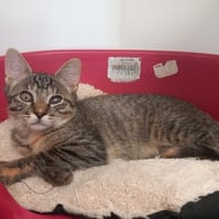 Atom, chatte à adopter