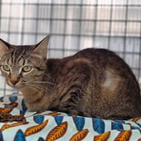 Fushia, chatte à adopter