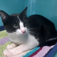 Carolin, chat à adopter