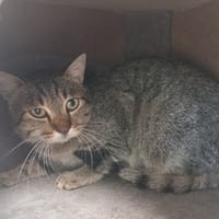 blanche neige, chatte à adopter