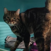MOFFAT, chat à adopter