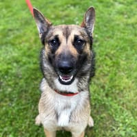 Quick CAA14175, chien à adopter