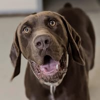 VULCAIN, chien à adopter