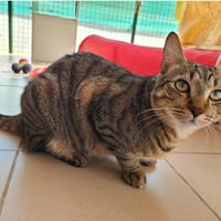 UNO, chat à adopter