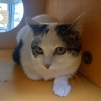 khaleesi, chatte à adopter