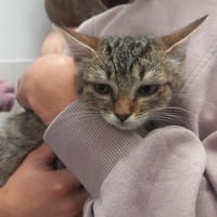 DORMEUSE, chatte à adopter