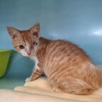 PISTACHE, chatte à adopter