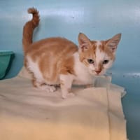 MOSHI, chat à adopter