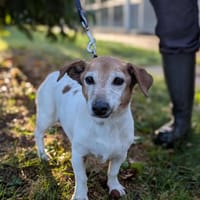 Tchika, chienne à adopter