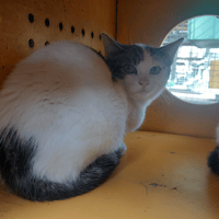 Tsuki, chat à adopter