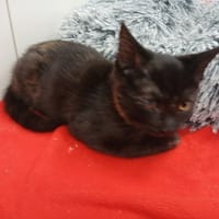 Aloe, chatte à adopter