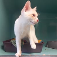 TOURBILLON(réservable), chat à adopter