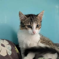 CERISE, chatte à adopter