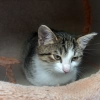 GRINCHEUSE, chatte à adopter
