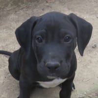 MAA 3530, chienne à adopter