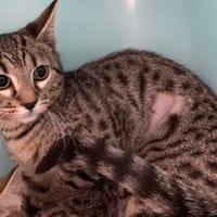 Bengal [Chaton], chatte à adopter